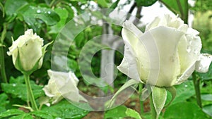 white rose in garden 4k