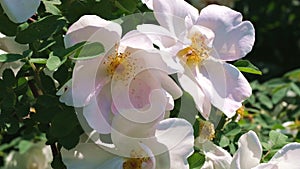 White rose garden blooms