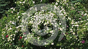 White rose garden blooms