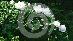 White rose garden blooms