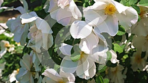 White rose garden blooms