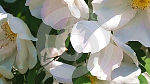 White rose garden blooms