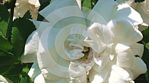 White rose garden blooms