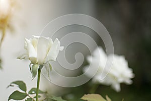 White rose in the garden with blurred background