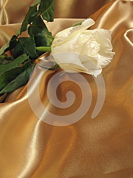 White rose on gold satin