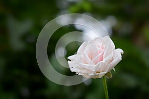 White rose on a green background