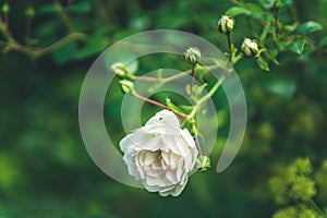 a white rose with green leaves in the background and a blurry background of trees and bushes in the foreground