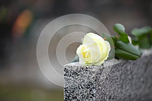 White rose on grey granite tombstone, space for text. Funeral ceremony