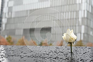 White Rose at Ground Zero