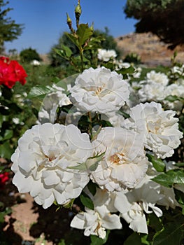white rose grow in garden , Instanbul, Turkey