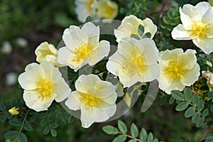 White rose hip flowers
