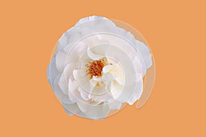 White rose isolate on peach background with clipping path