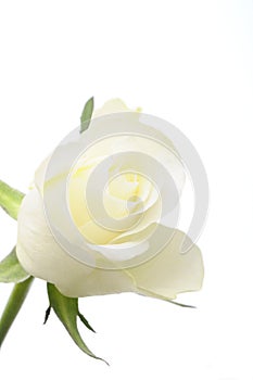 White rose isolated