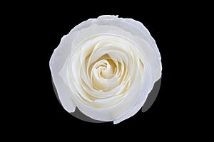 White rose isolated on black