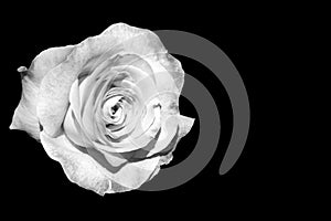 White rose isolated on black