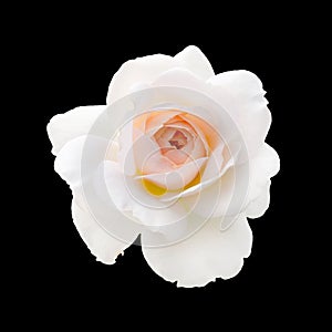 White rose isolated on a black background