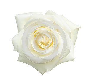 White rose isolated on white.