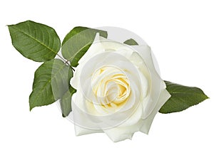 White rose isolated on white.