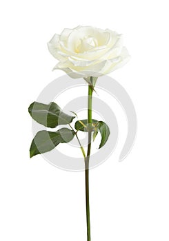 White rose isolated on white.