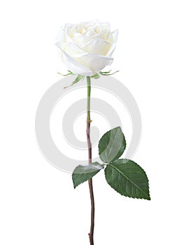 White rose isolated on white background