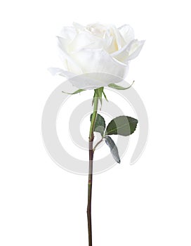 White rose isolated on white background