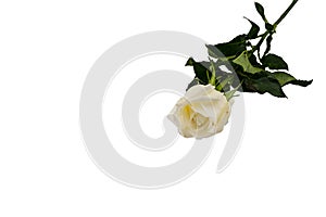 White Rose isolated on white background