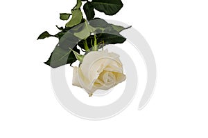 White Rose isolated on white background