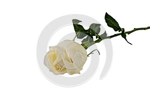 White Rose isolated on white background