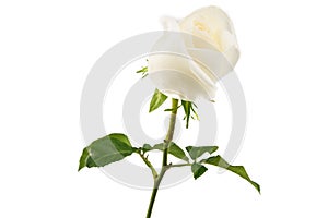 White Rose isolated on white background