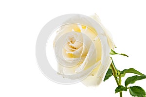 White rose isolated on white background