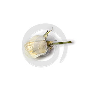 White rose isolated on white background. Flat lay, top view.