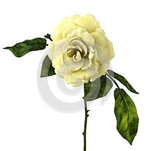 white rose isolatet on white