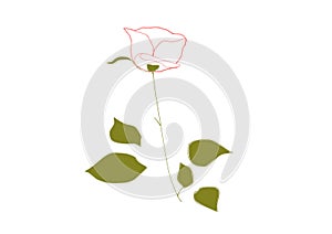 A White Rose, Abstract graphic design Iteration #3 photo