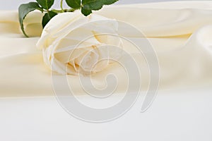 White rose on ivory silk satin