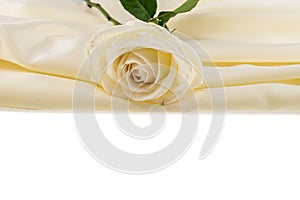 White rose on ivory silk satin