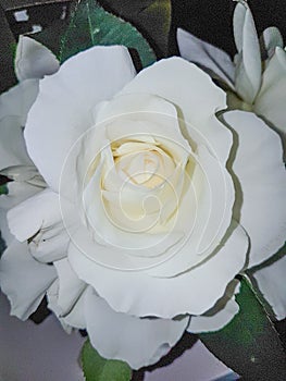 White rose with large petals
