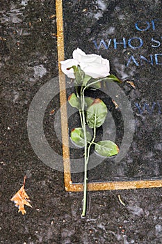 White rose and leaf in the rain at Vietnam Wall photo