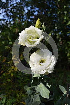 White, rose-like double flowers of Eustoma grandiflorum  against the backdrop of trees in the garden. Lisianthus