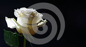 White rose lit by the sun on a black background