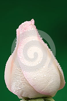 White rose with lots of water drops.