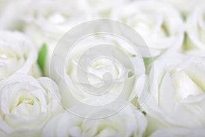 White rose love roses romantic valentine wedding gift petals petal arrangement anniversary marriage pretty passion romance bridal