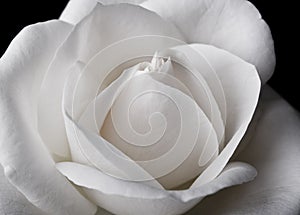 White Rose Macro