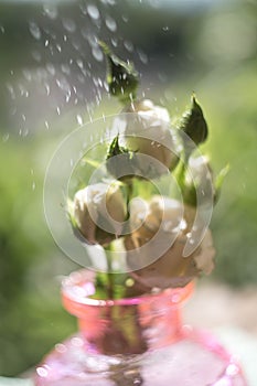 White rose macro on a blurred background, flowers in the side