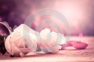 White rose on mulberry paper in pink soft color effect