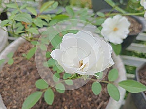 White rose on natural background