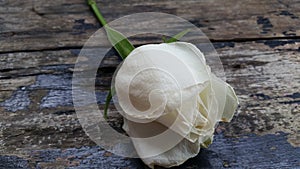 White rose with old wood background
