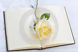 White Rose on open blank Notebook.