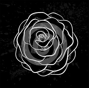 White rose outline with gray spots on a black background.