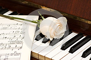 White rose over music sheets
