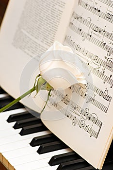 White rose over music sheets and piano keys